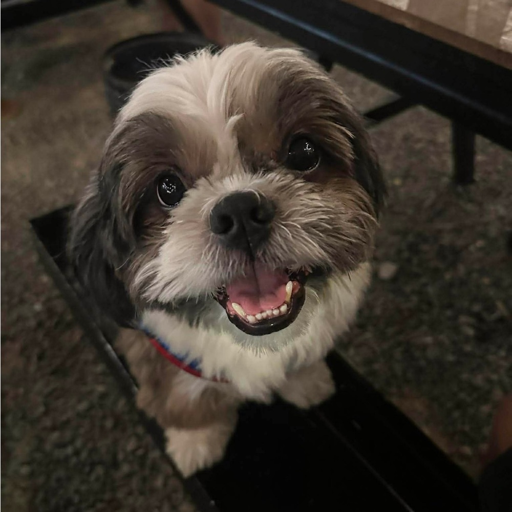 PEGUUUU03 is LIVE 💙🐶